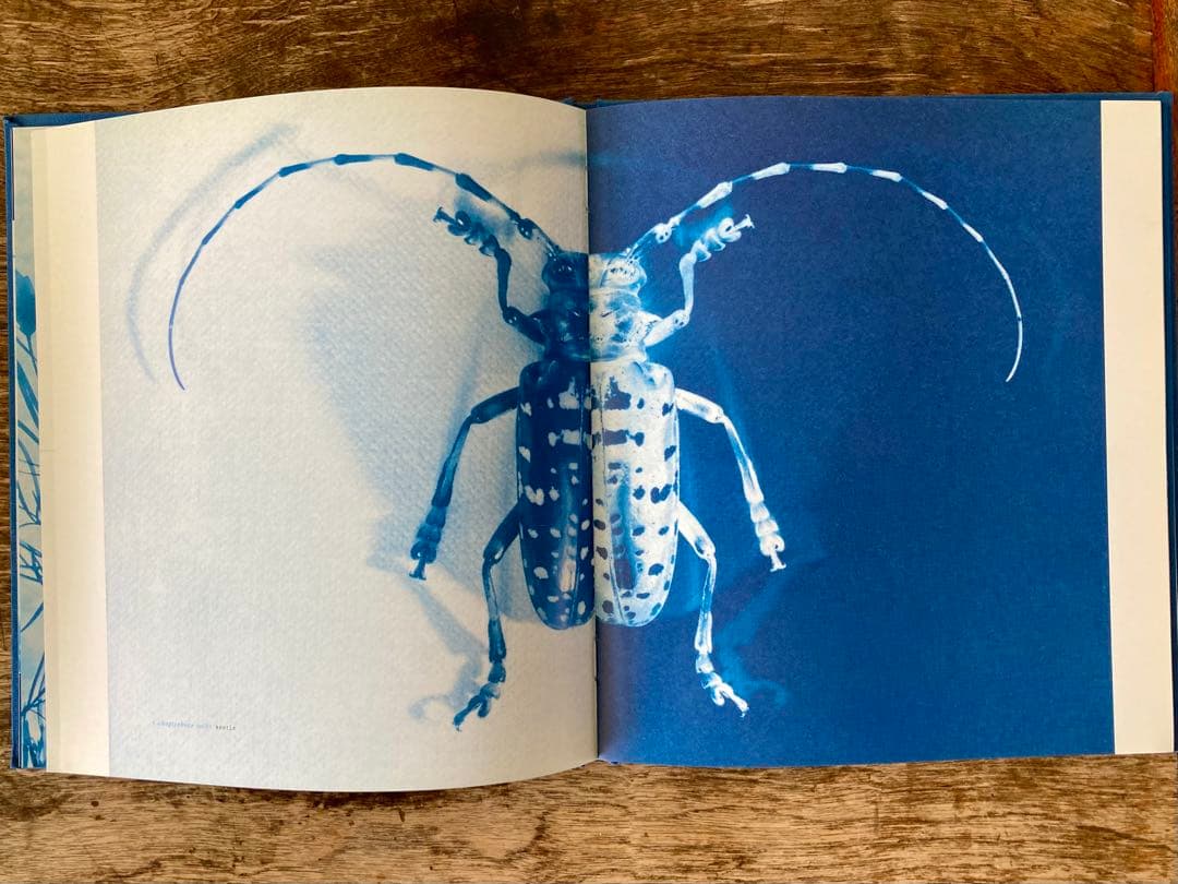 洋書 Blue Prints Zeva Oelbaum