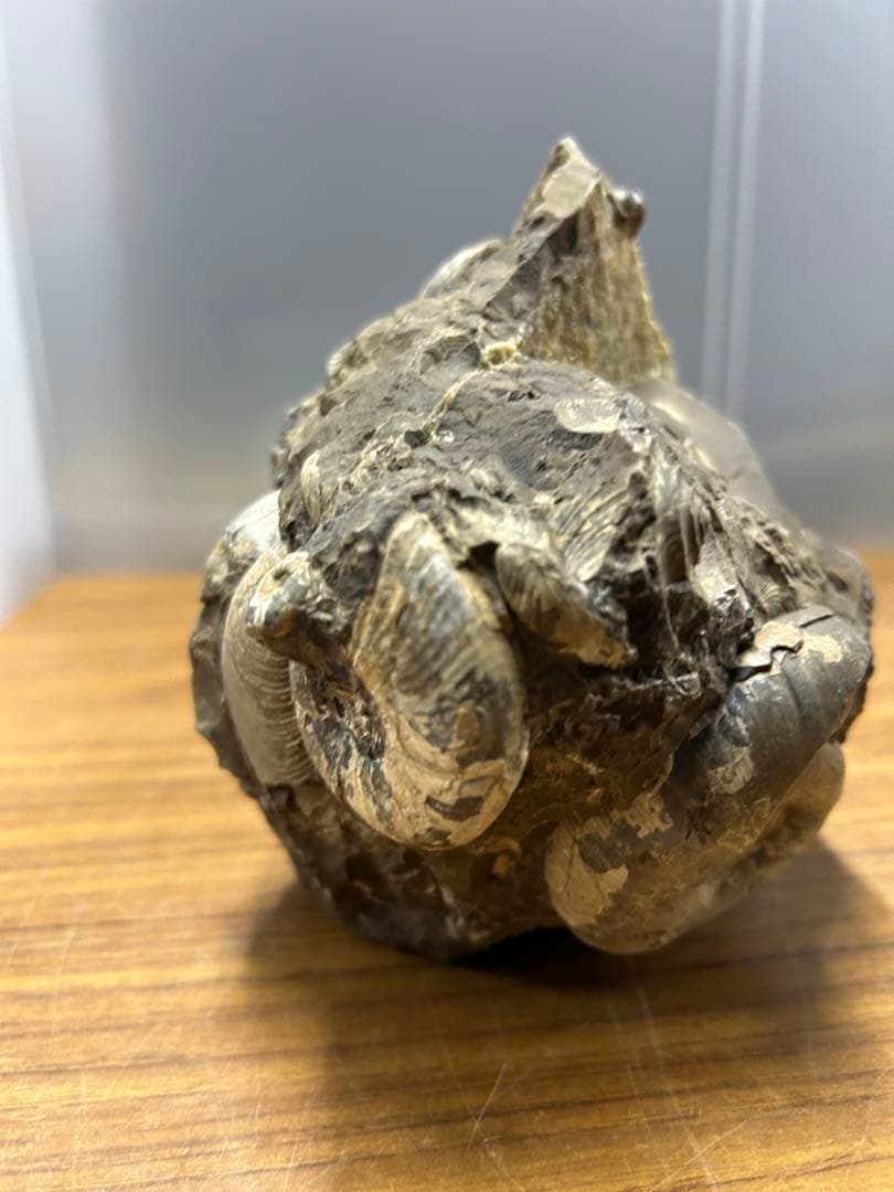 直角石・アンモナイト複合化石標本（母岩付・約2278g）