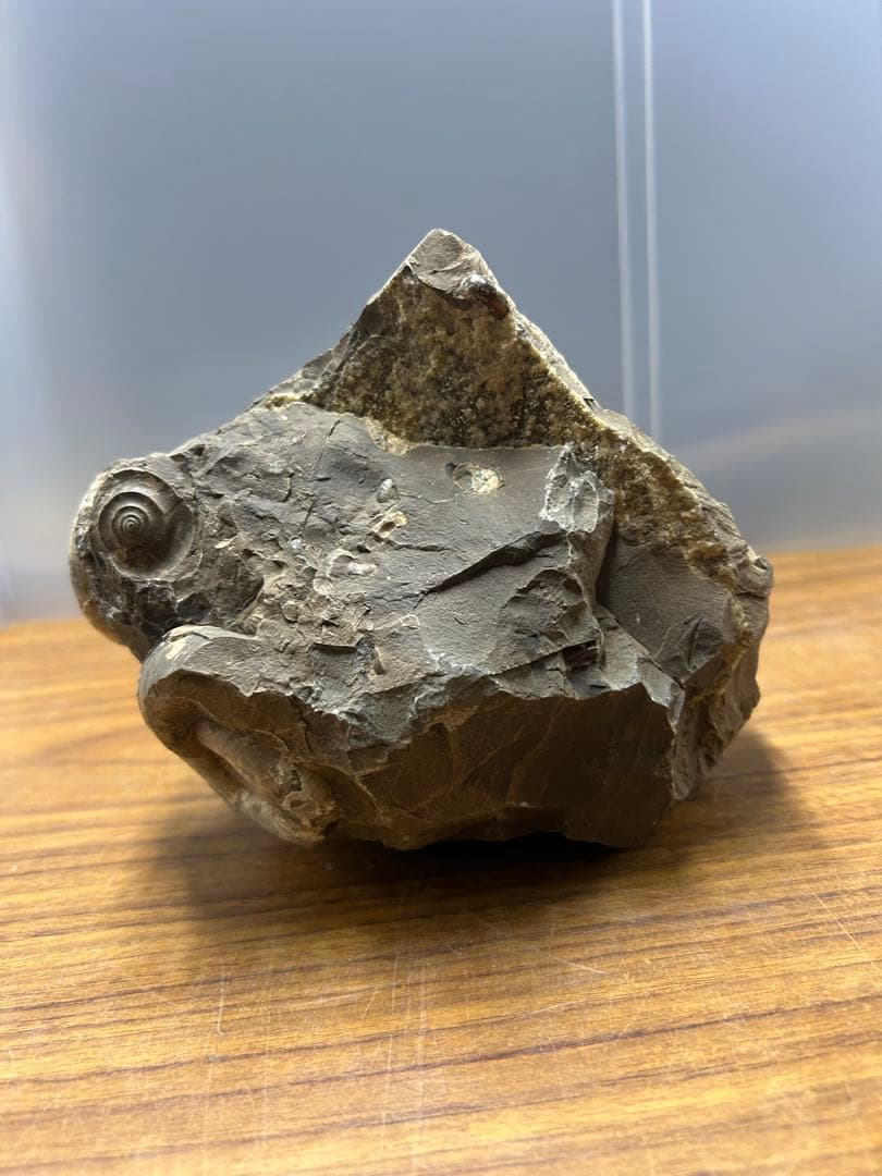 直角石・アンモナイト複合化石標本（母岩付・約2278g）