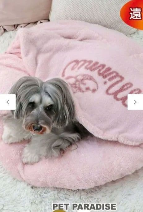 ディズニー ミニーマウス 遠赤外線 一緒にぽかぽかマット 《ハート》 小型犬