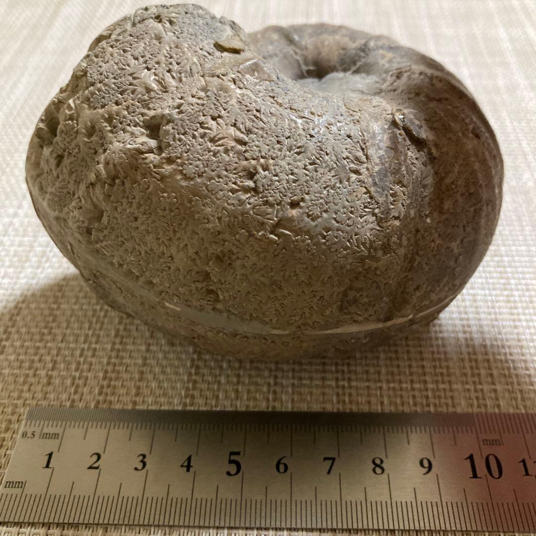 アンモナイト化石 約11cm