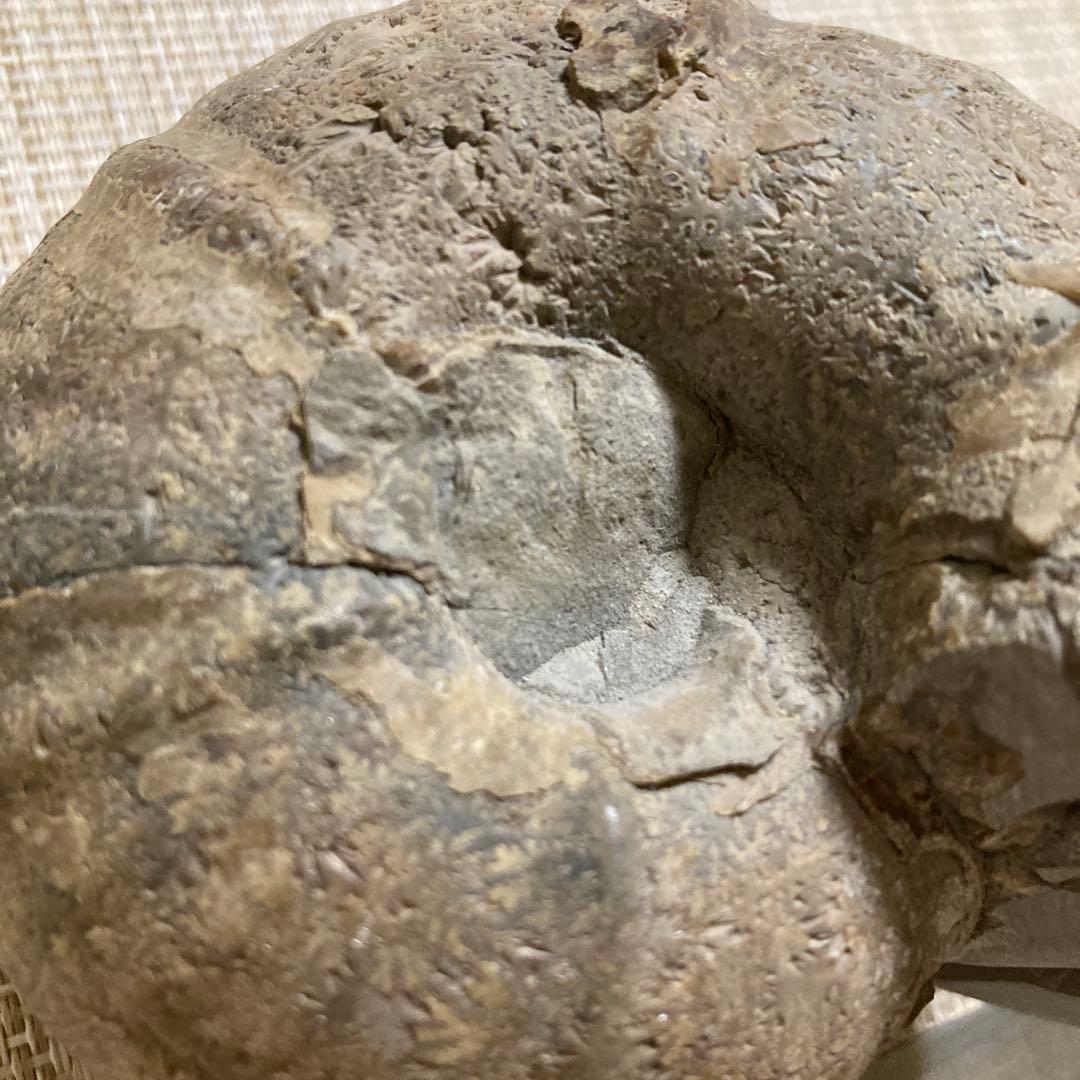 アンモナイト化石 約11cm
