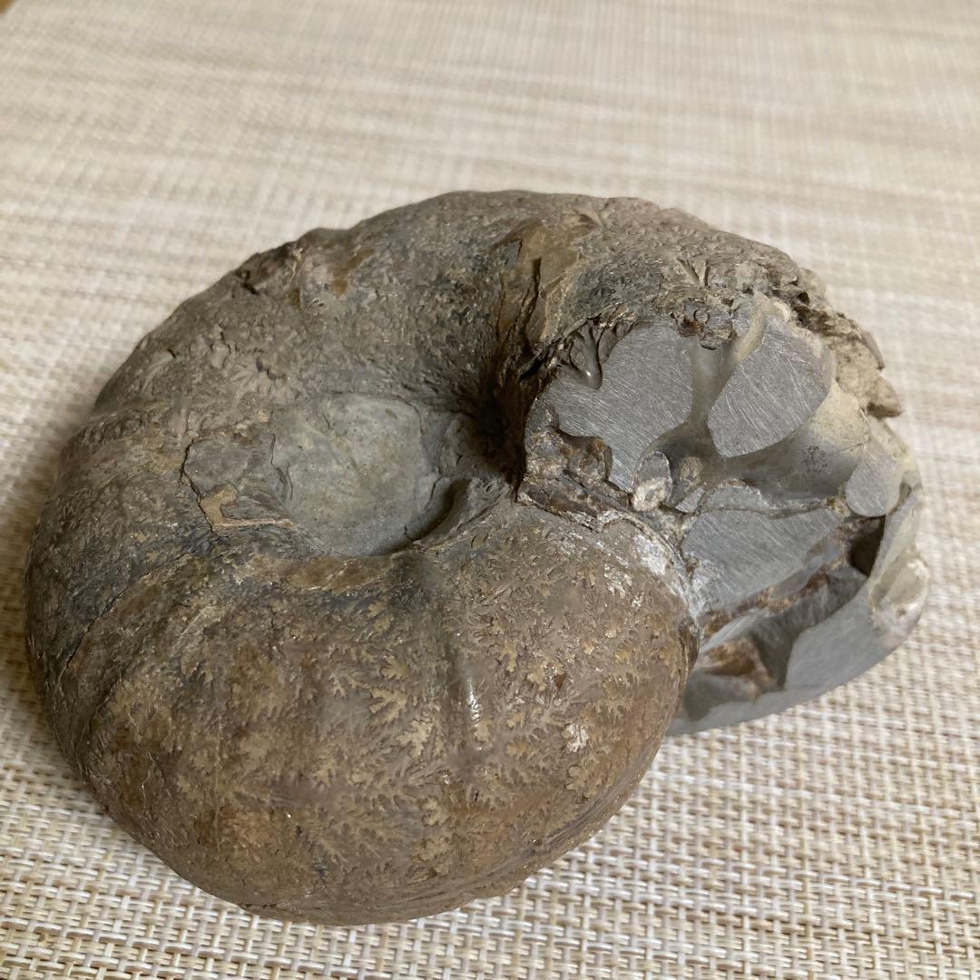 アンモナイト化石 約11cm