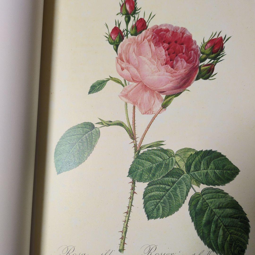 絶版　薔薇図譜　ピエールジョセフルドゥーテ
