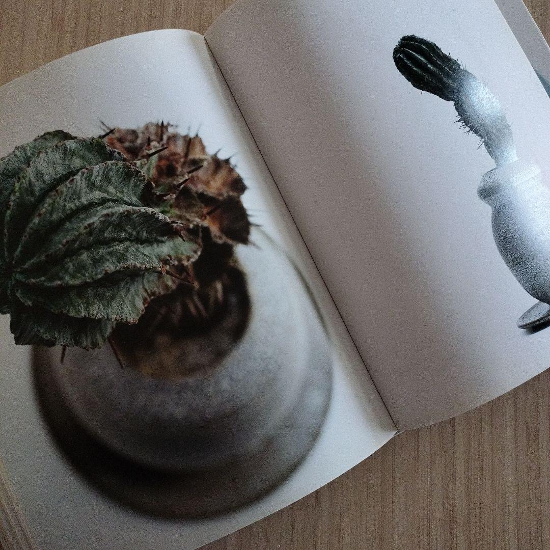 grafted　adam　silverman　叢　限定品　サボテン　多肉植物　鉢