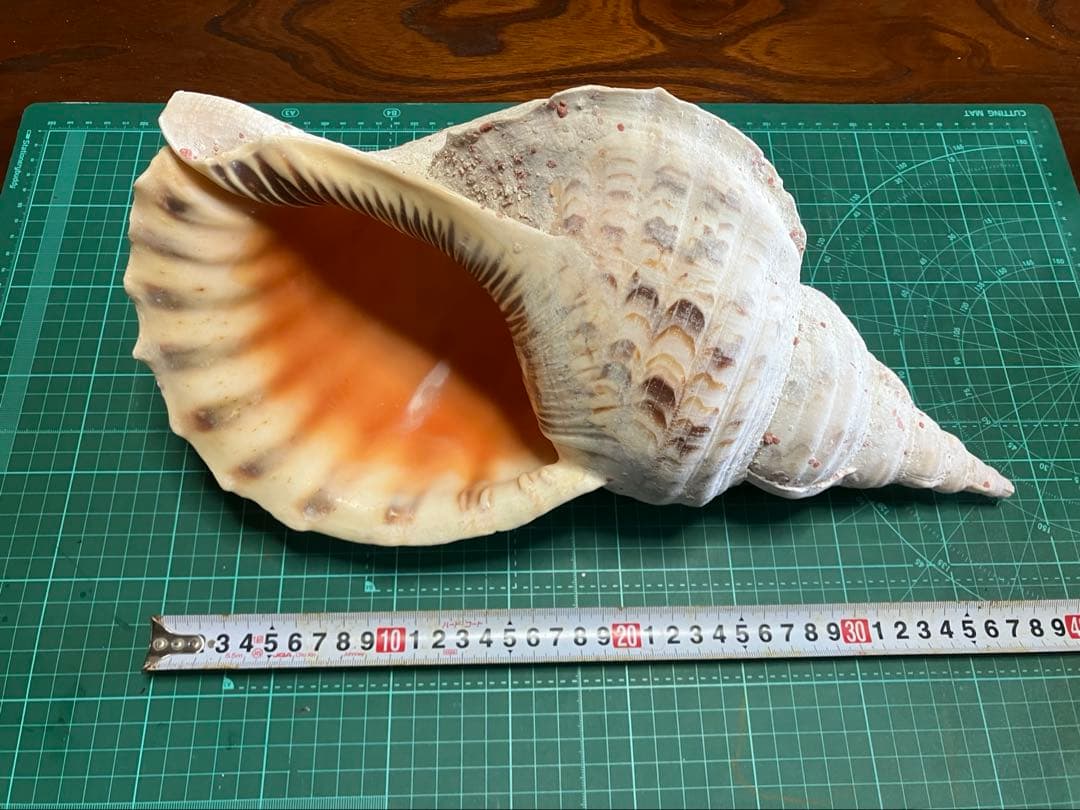 法螺貝　44cm