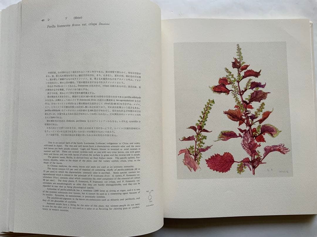 『薬用植物画譜』小磯良平文化勲章受賞記念　武田薬報表紙絵150点　刈米達夫　大型