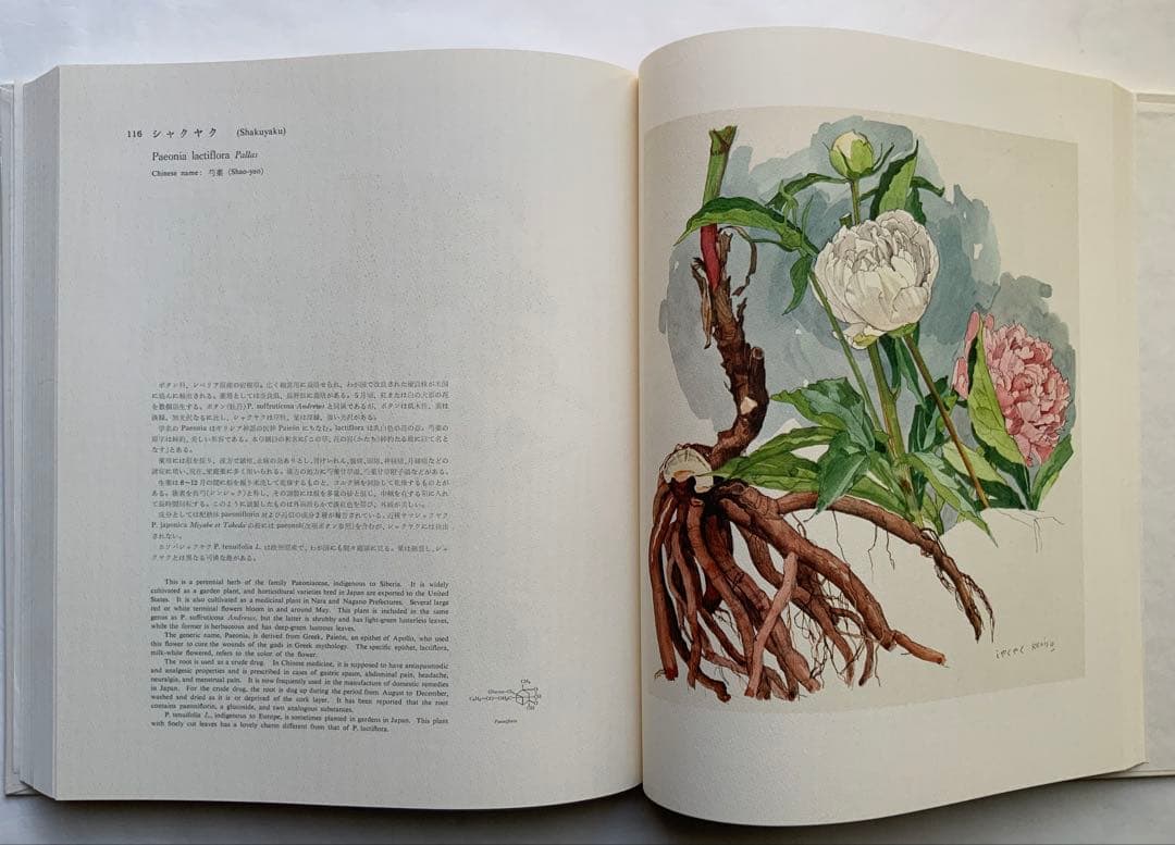 『薬用植物画譜』小磯良平文化勲章受賞記念　武田薬報表紙絵150点　刈米達夫　大型