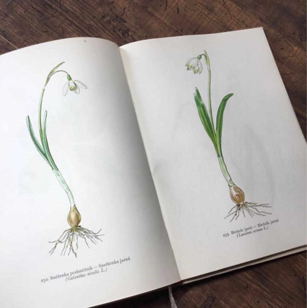 植物図鑑　洋書　チェコ植物図鑑　ボタニカルアート