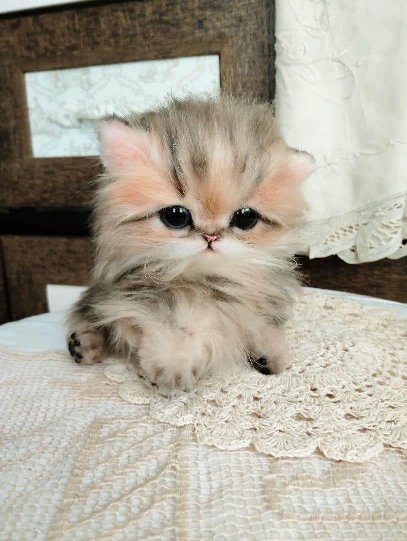 チンチラゴールデン♡子猫のふわりちゃん♡アートドール♡ぬいぐるみ♡