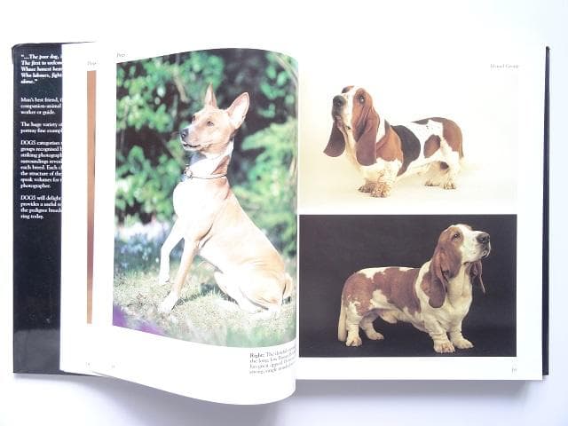洋書◆犬の写真集 本