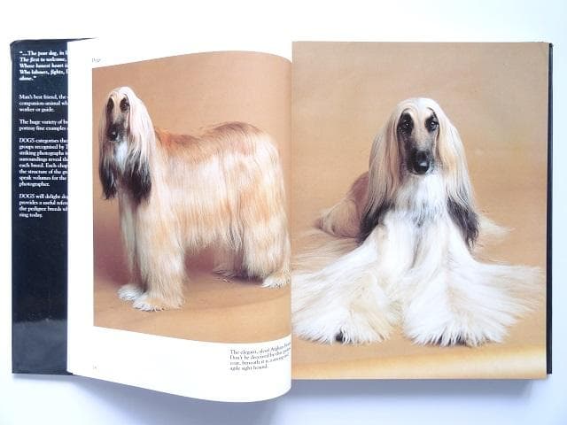 洋書◆犬の写真集 本
