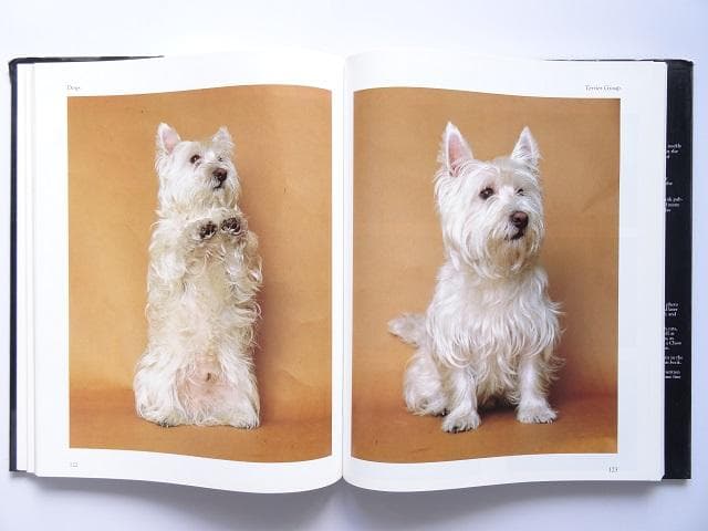 洋書◆犬の写真集 本