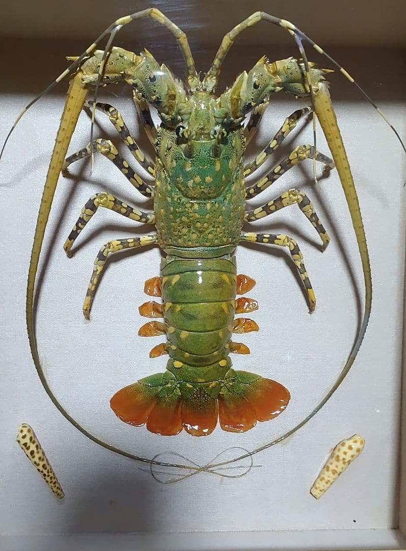 美品 特大 色鮮やかな錦海老 伊勢海老 剥製 壁掛け オブジェ￼ ニシキエビ