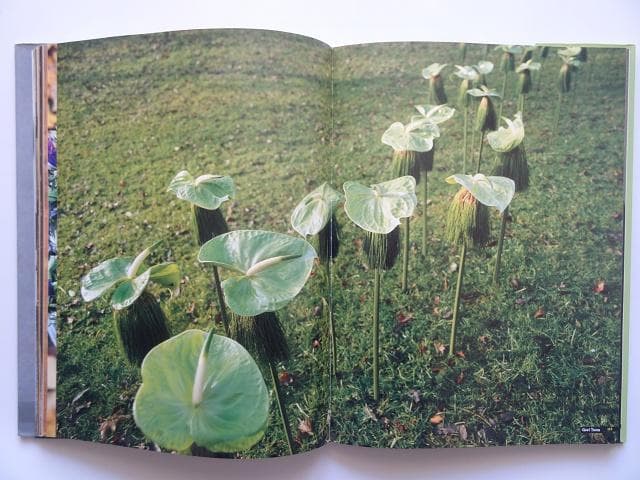 洋書◆オランダの花の傑作 作品写真集 本 植物