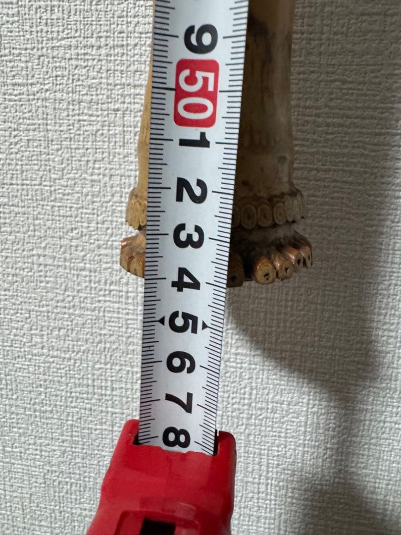 竹治 尺八本体 竹製 琴古5穴 約1.8寸約54㌢