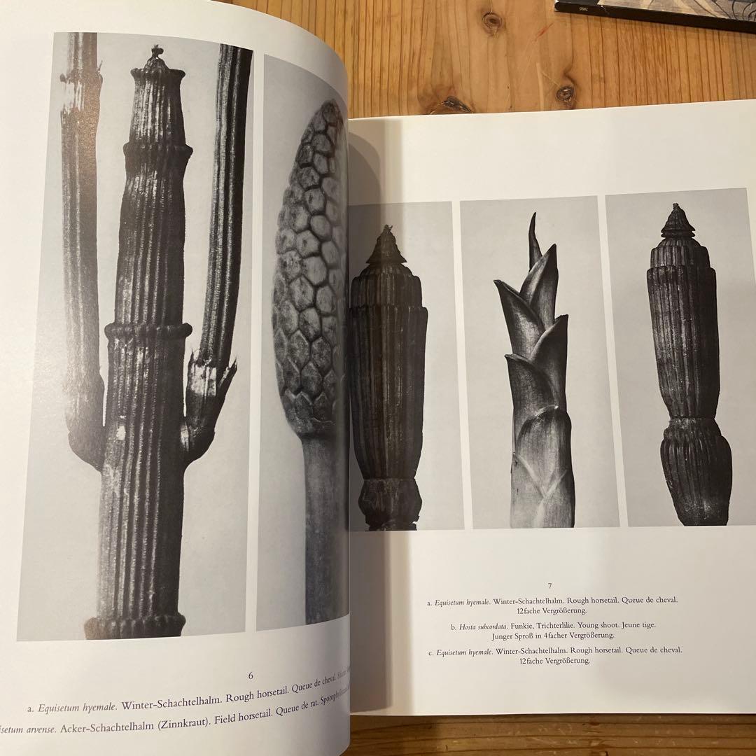 KARL BLOSSFELDT カール・ブロスフェルト