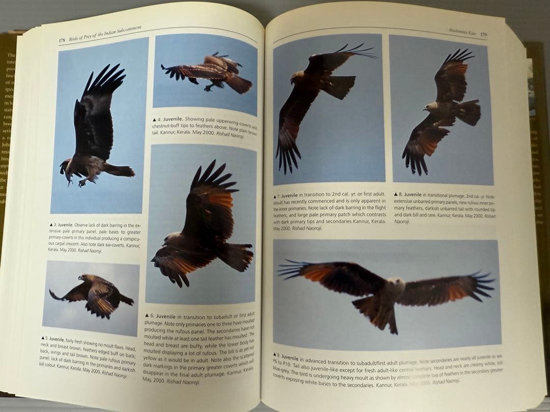 洋書 BIRDS OF PREY OF THE INDIAN SUBCONTINENT