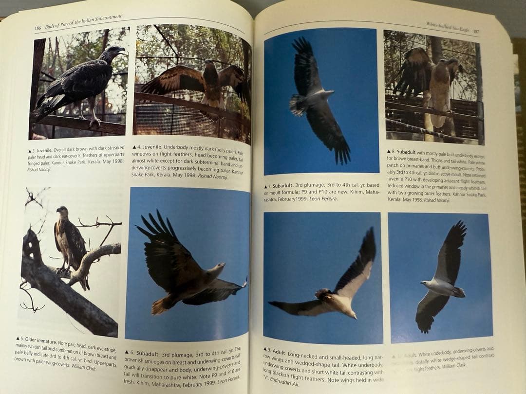 洋書 BIRDS OF PREY OF THE INDIAN SUBCONTINENT