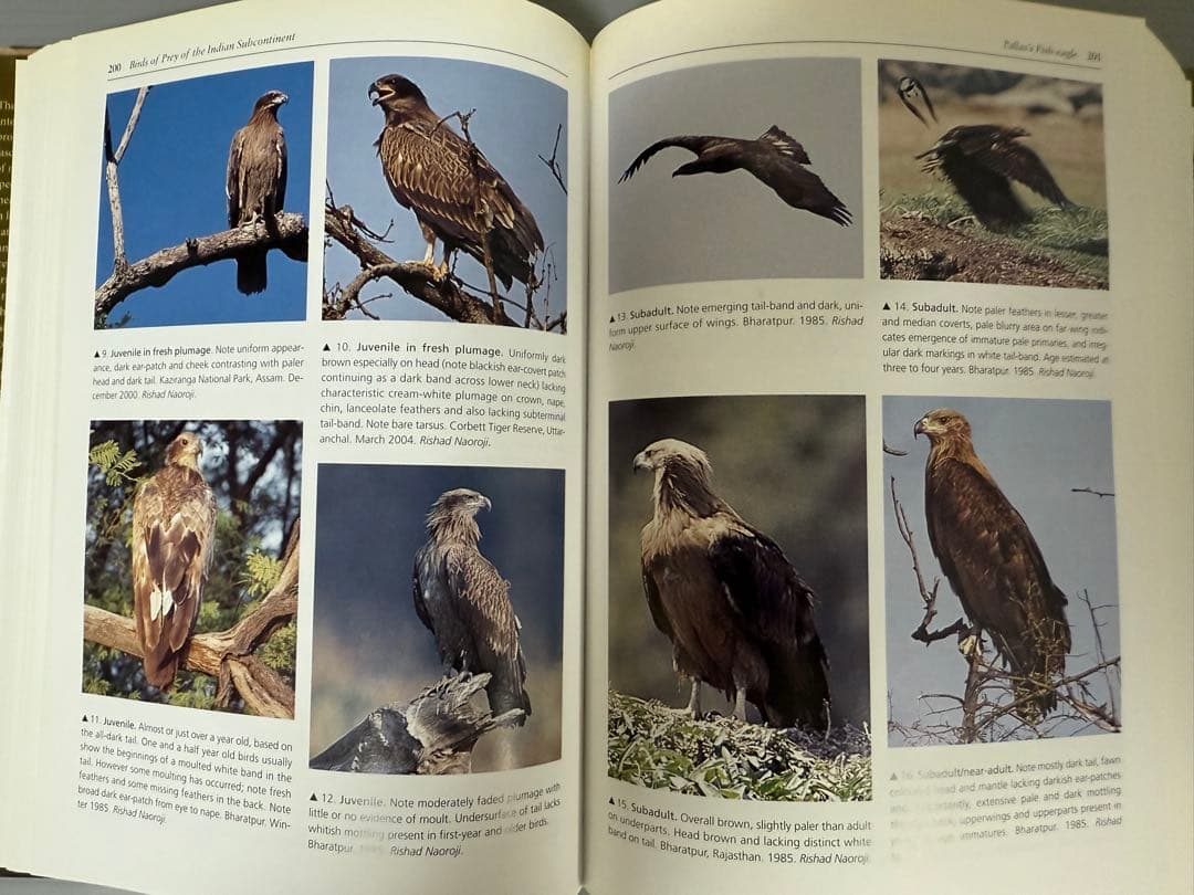 洋書 BIRDS OF PREY OF THE INDIAN SUBCONTINENT