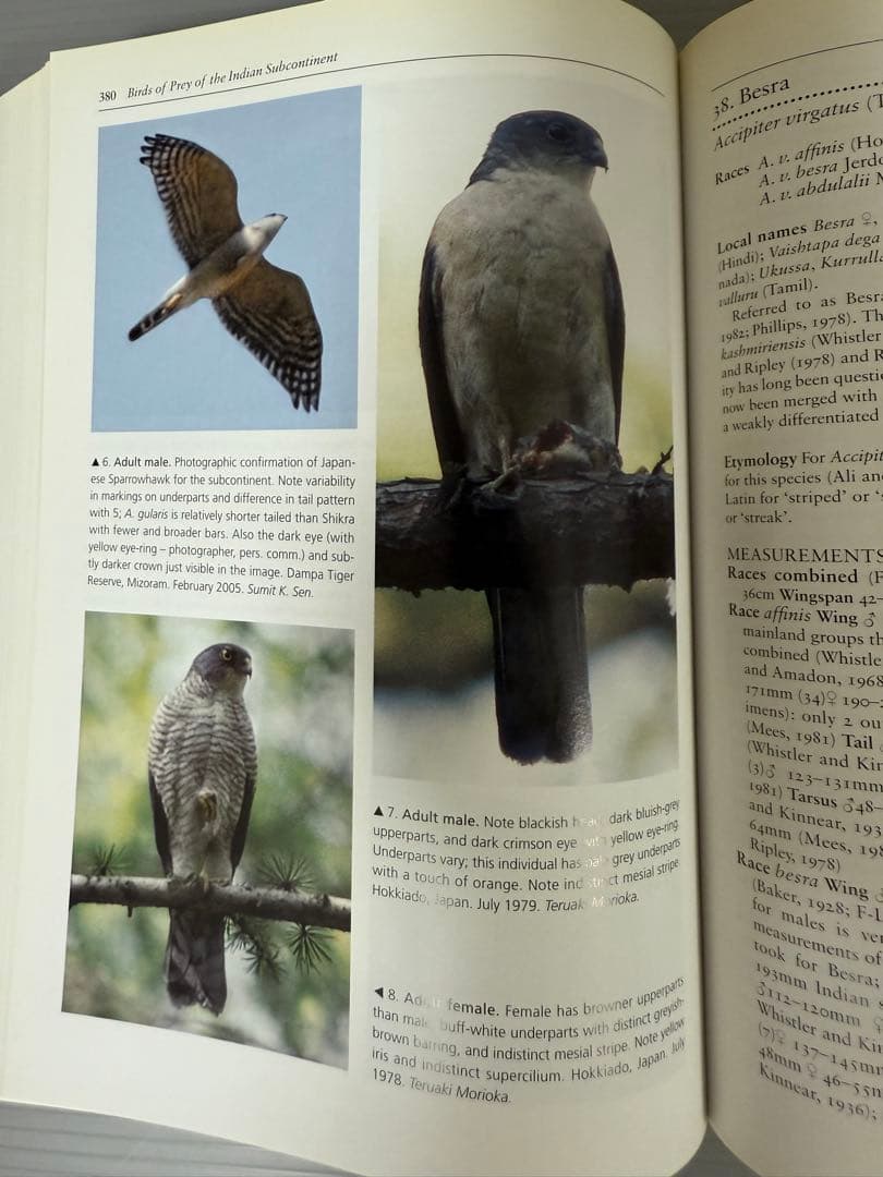 洋書 BIRDS OF PREY OF THE INDIAN SUBCONTINENT