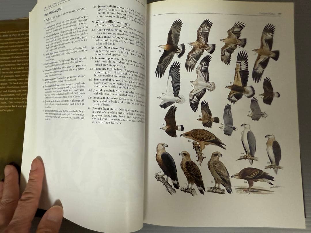 洋書 BIRDS OF PREY OF THE INDIAN SUBCONTINENT