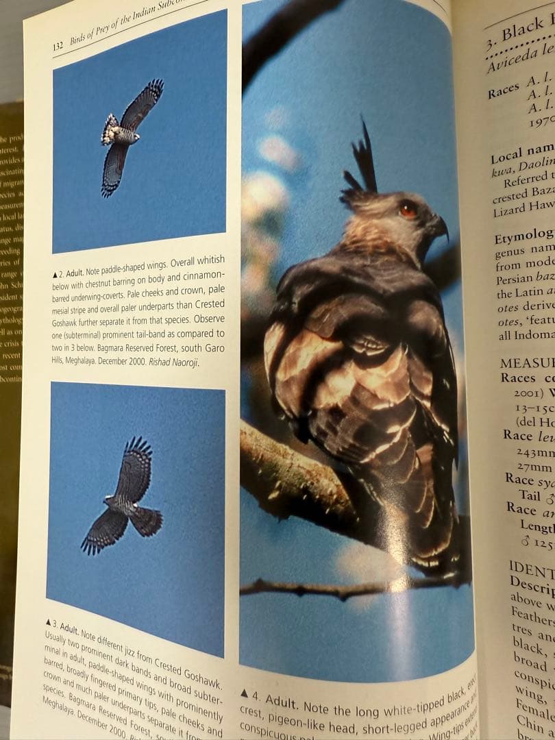 洋書 BIRDS OF PREY OF THE INDIAN SUBCONTINENT