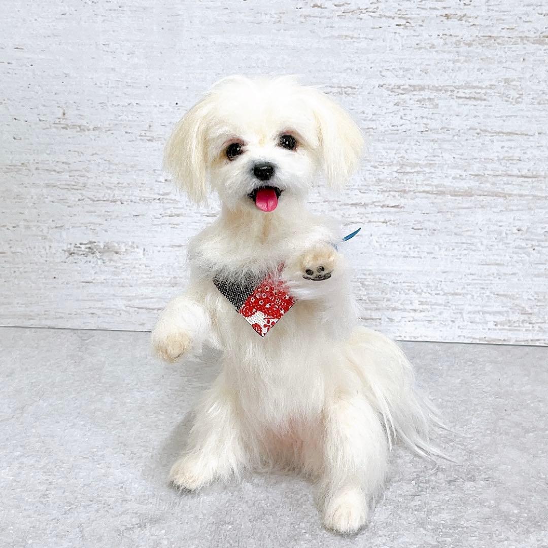羊毛フェルト 犬 マルチーズ
