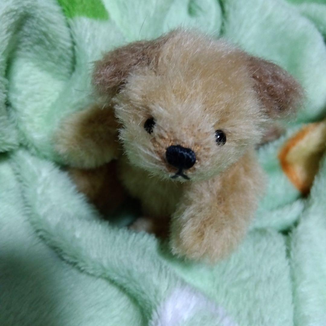 作家ベア　大変優しい可愛いテディベア（わんこ）です！