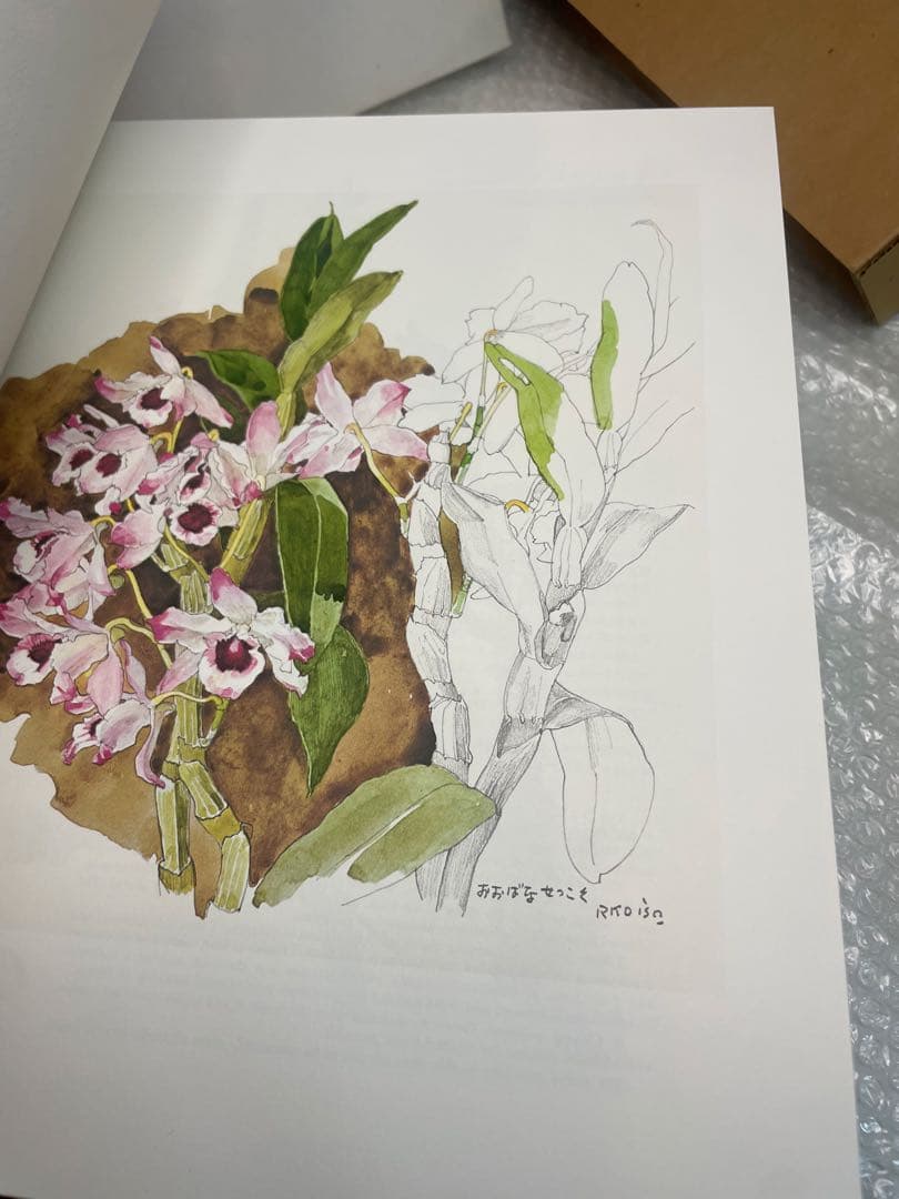 希少 美品 薬用植物画譜 小磯良平 日本臨牀社 大型美術書 画集 外箱付