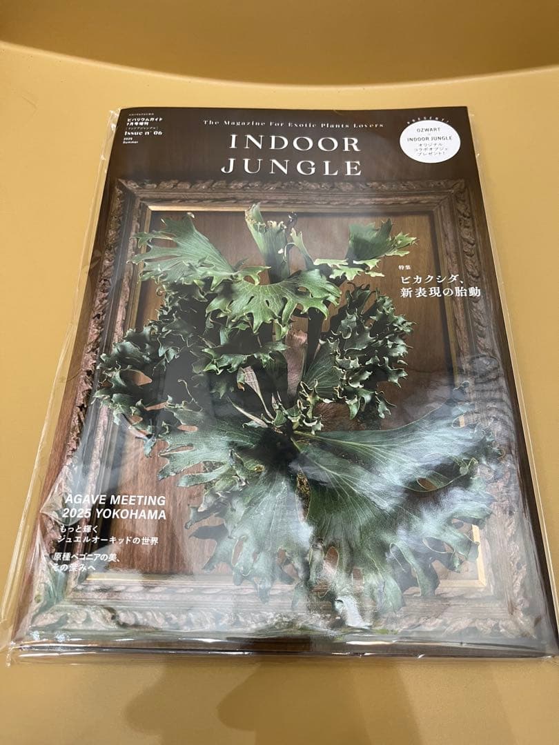 INDOOR JUNGLEセット　ビカクシダ特集 02号　06号