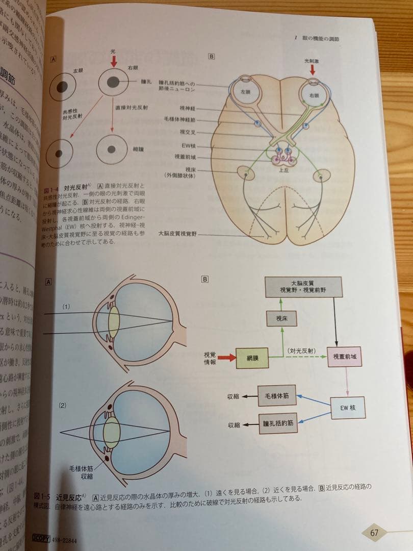 やさしい自律神経生理学 命を支える仕組み