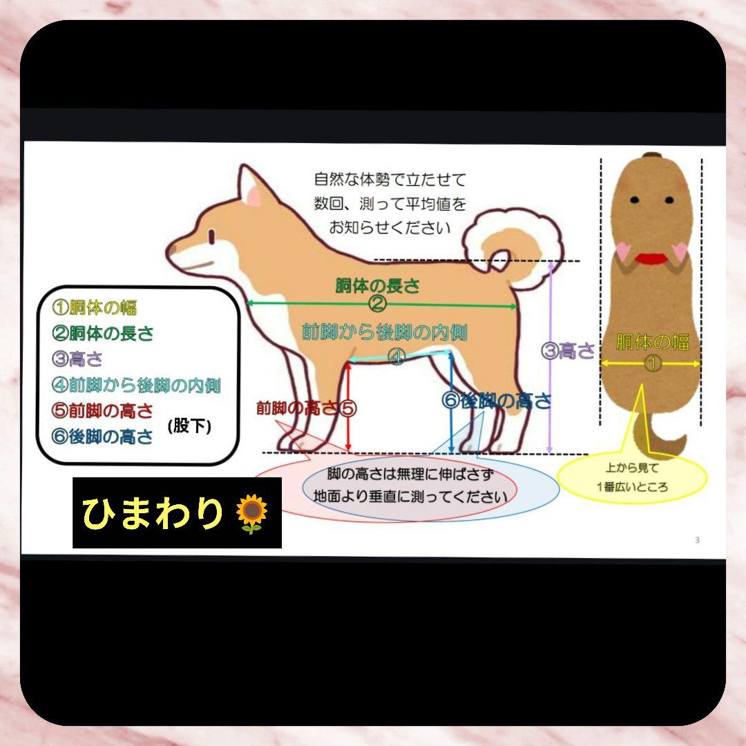 もかちゃんまま　トイプー4輪　犬用車椅子　介護用　犬の歩行器