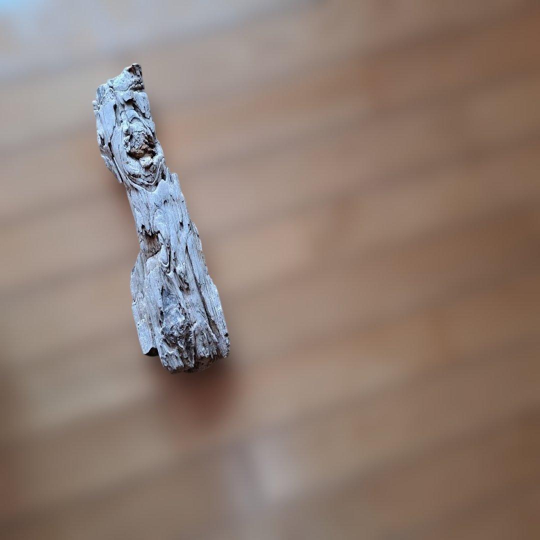 珪化木 40㎝ 2.５kg 日本