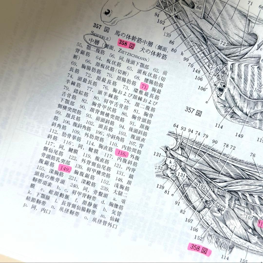 新編家畜比較解剖図説 上巻と下巻　２冊セット