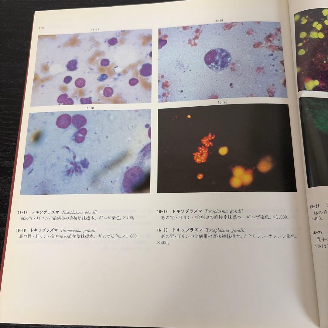食肉衛生検査病理学カラーアトラス