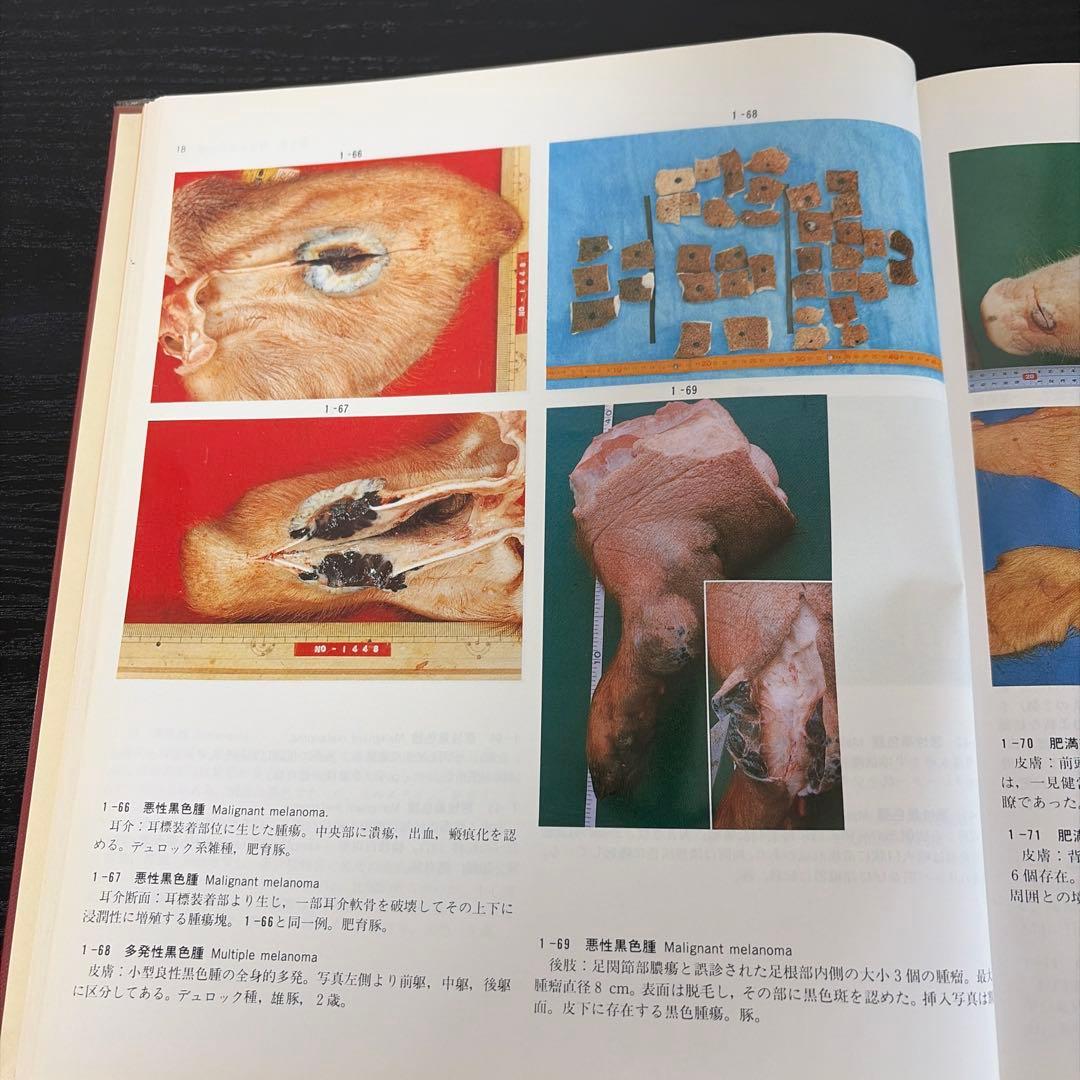 食肉衛生検査病理学カラーアトラス