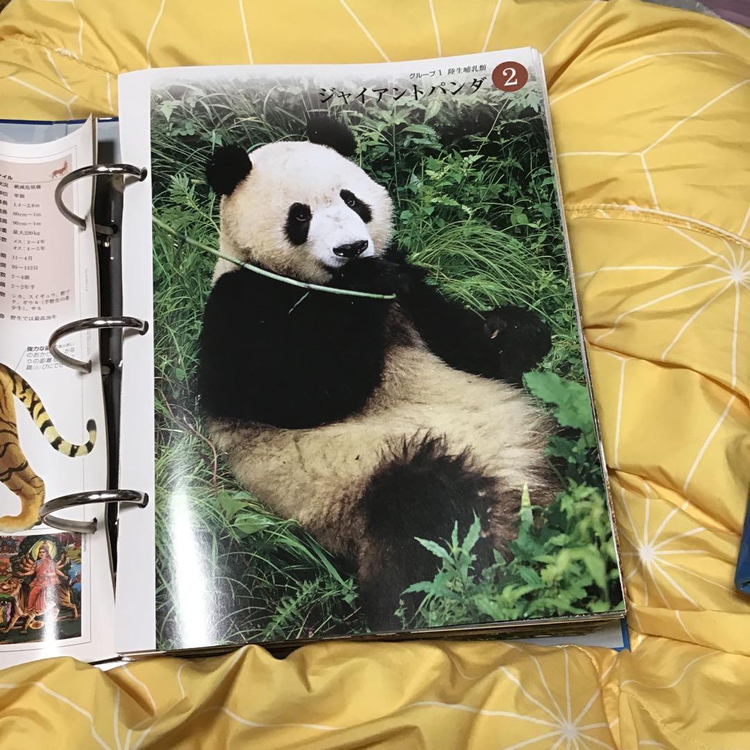 Discovering Wildlife すばらしき野生の王国　6個セット