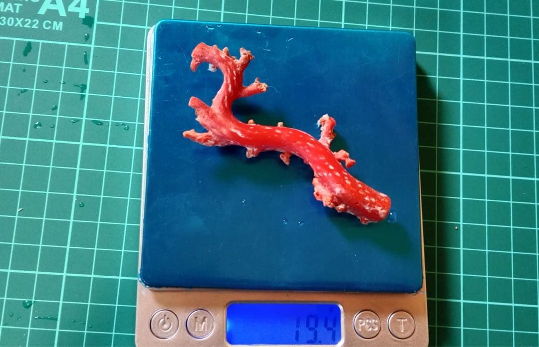赤色サンゴオブジェ
