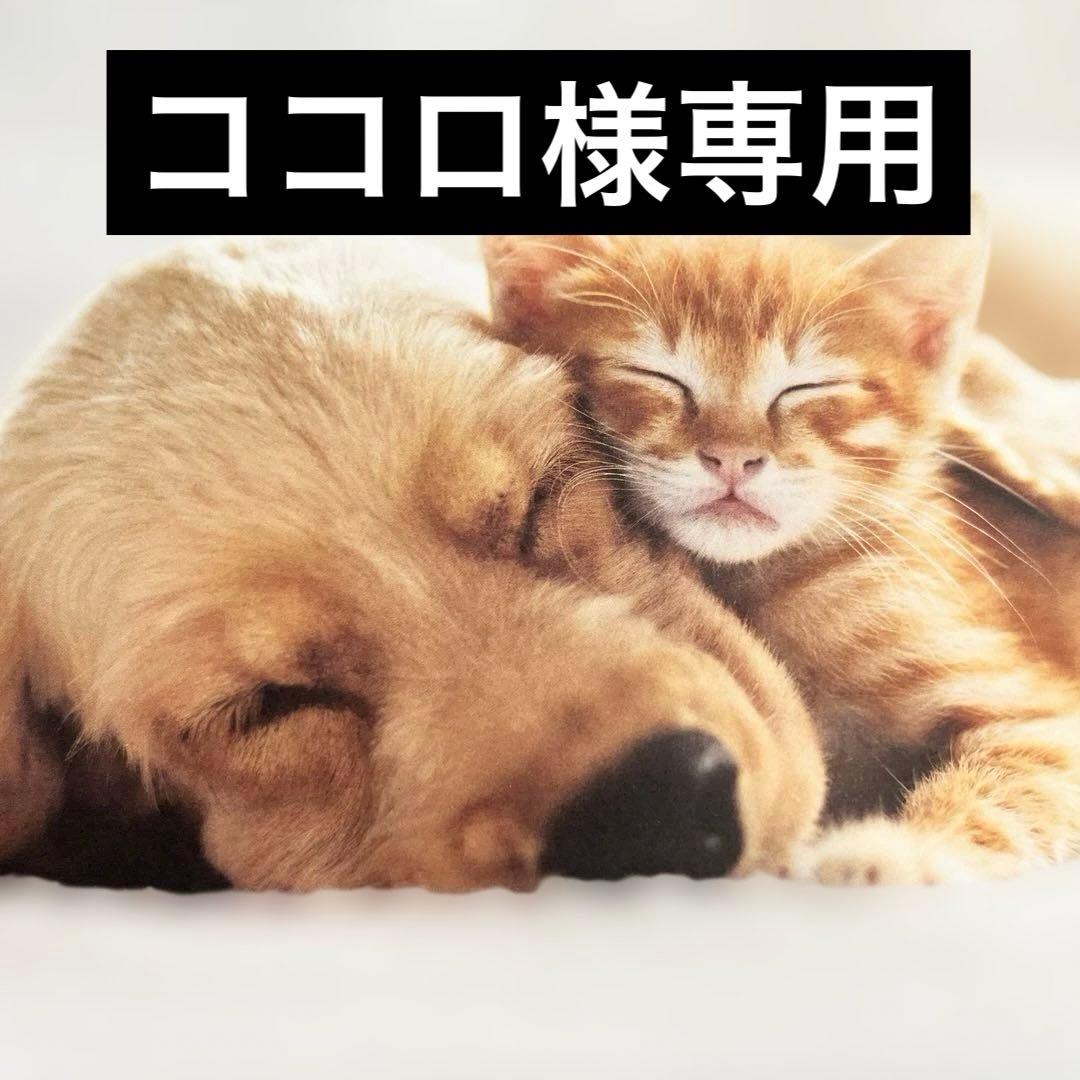 ココロ