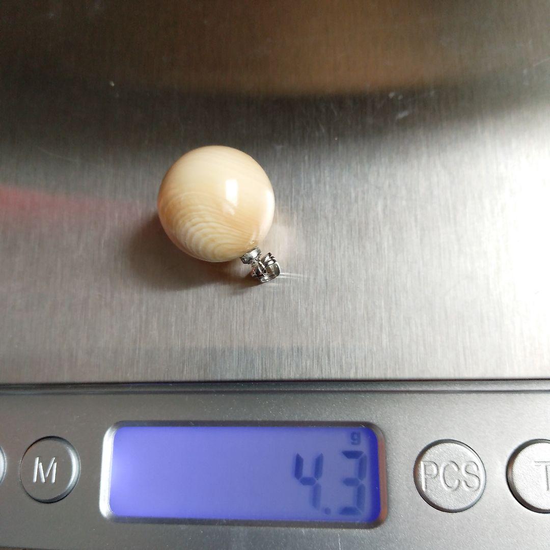鯨歯　マッコウクジラ　牙玉　約15.5㎜