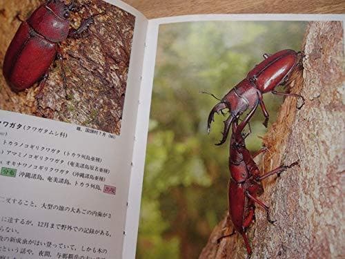 沖縄昆虫野外観察図鑑 2巻・3巻・4巻の三冊