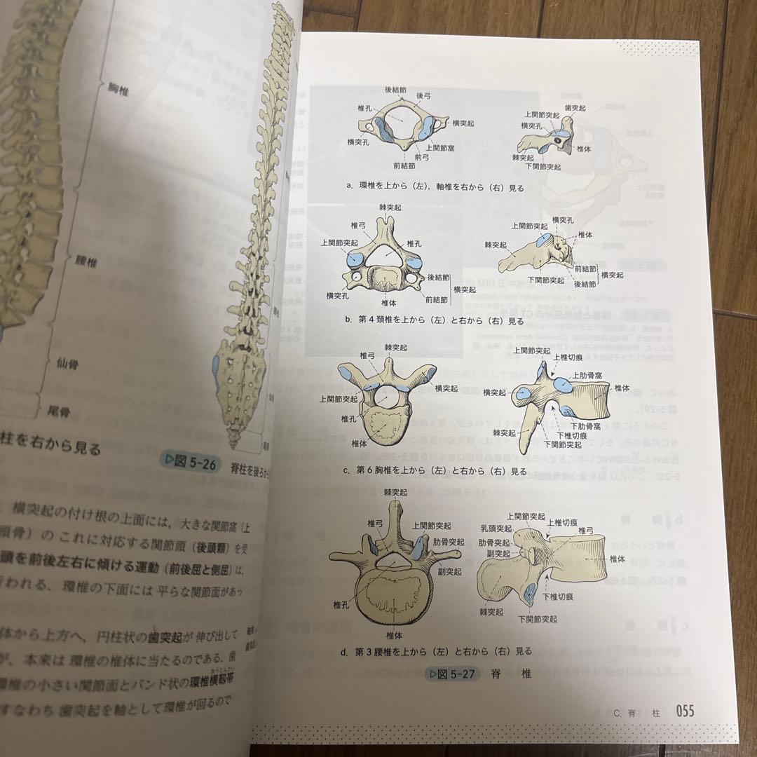 入門人体解剖学(改訂第6版)