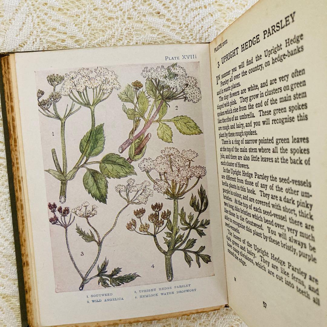 洋書　古書　アンティーク　イギリスの植物図鑑　美しいカラー図版48点♡