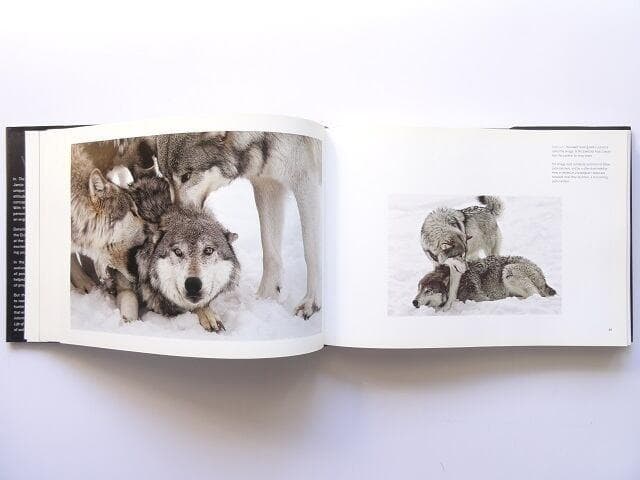 洋書◆オオカミ 写真集 本 狼 ウルフ