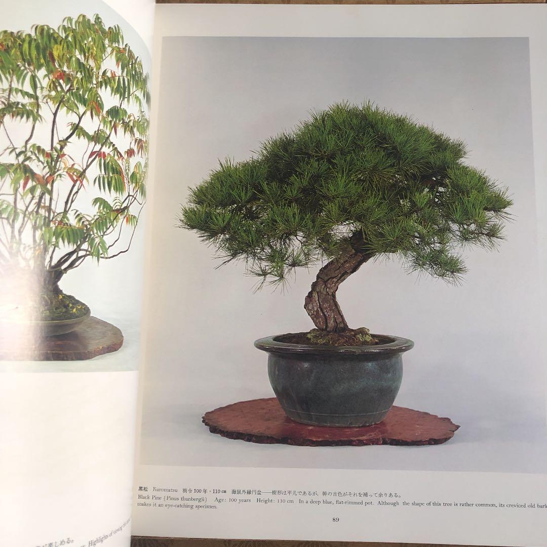 皇居の盆栽